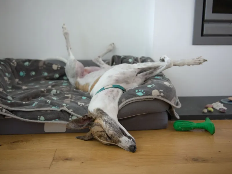 AAD- Dental risks for greyhounds Fast asleep this large pet greyhound
