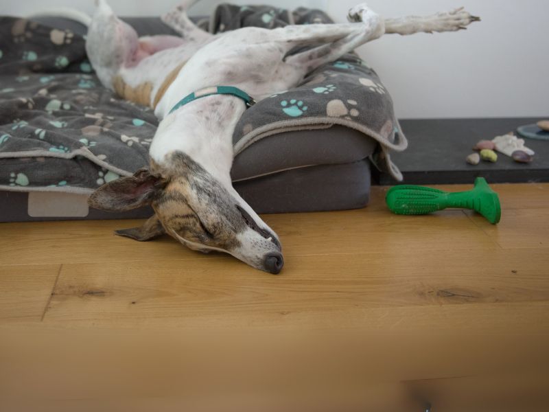 Dental health risks in greyhounds explained