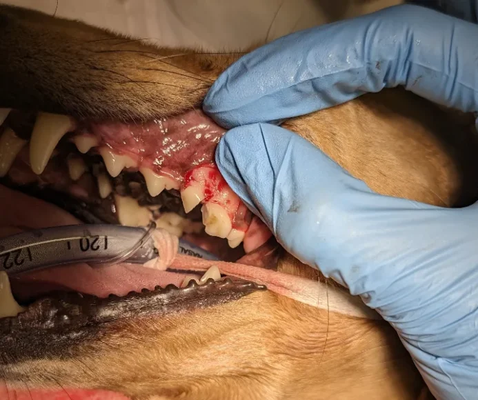 Surgical Extractions