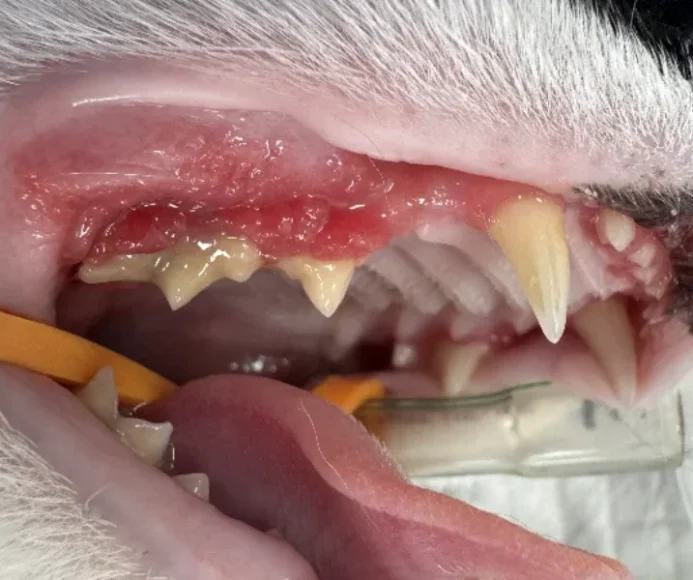 Juvenile Gingivitis and Periodontitis in Cats