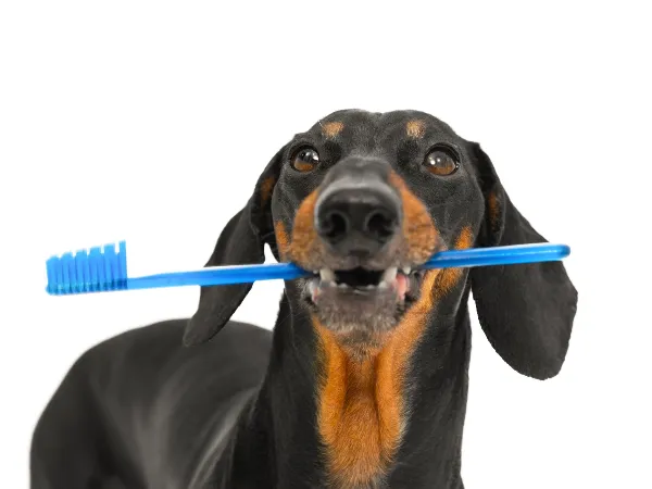 Why long-nosed dogs are more vulnerable to periodontal disease