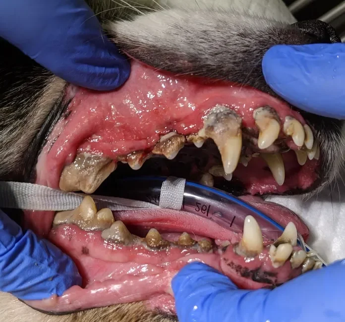 Dog having an operation