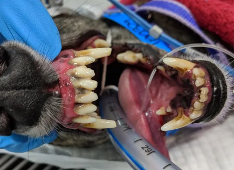 Advanced Animal Dentistry - Periodontal disease progression long nosed dogs Dog having an operation