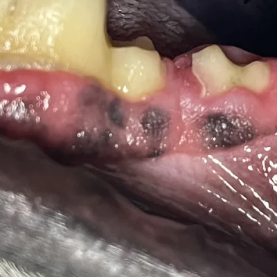 Tooth Resorption in Dogs