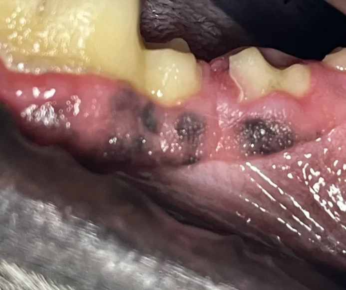 Tooth Resorption in Dogs