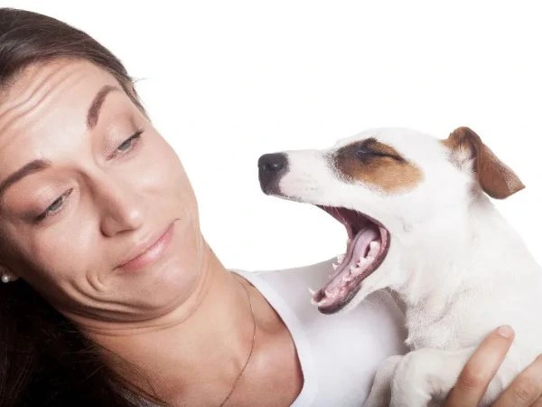 The truth about doggy breath and what it means for oral health