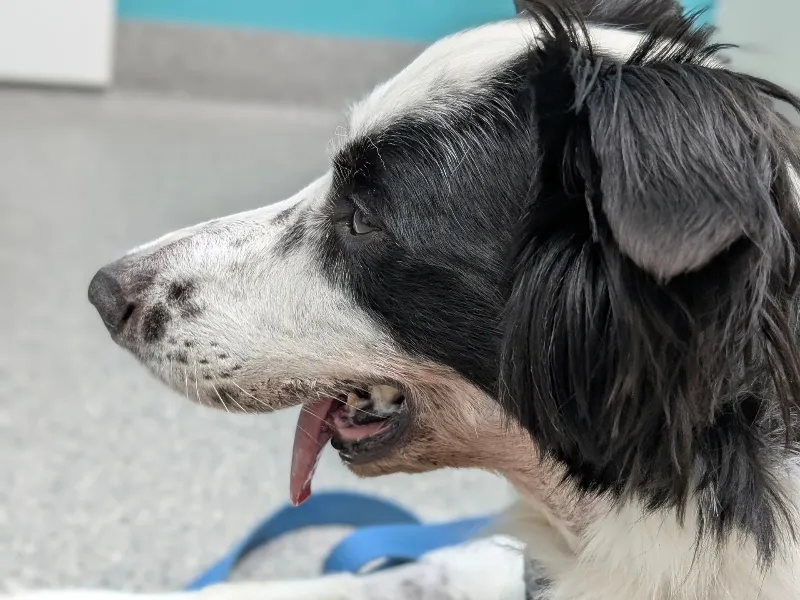 AAD - Barkley the Border Collie Barkley the Border Collie