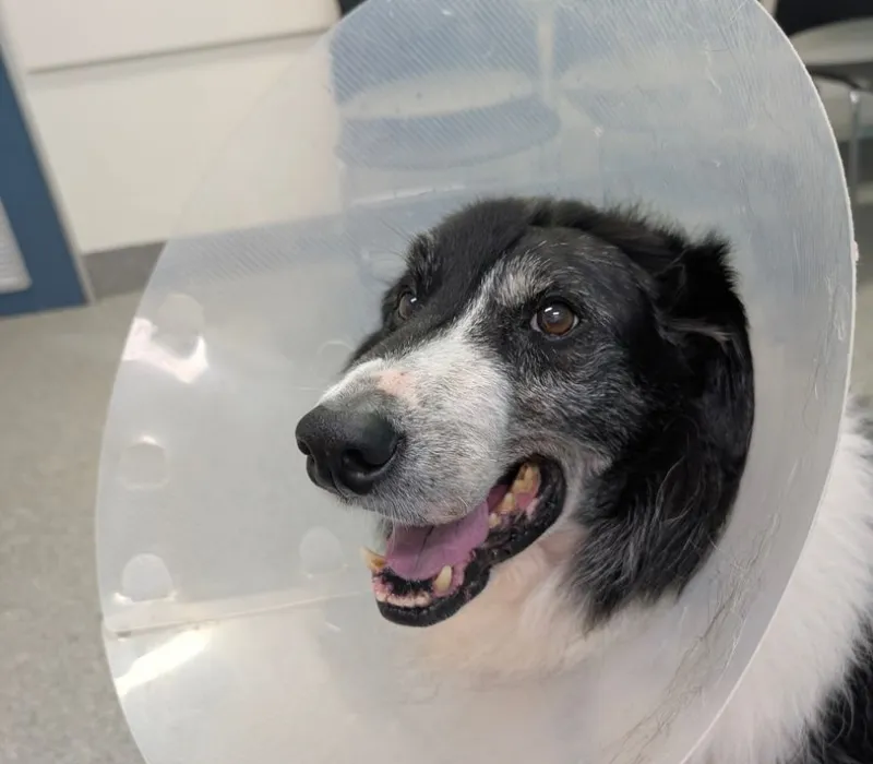 AAD - Spindle cell carcinoma Border Collie