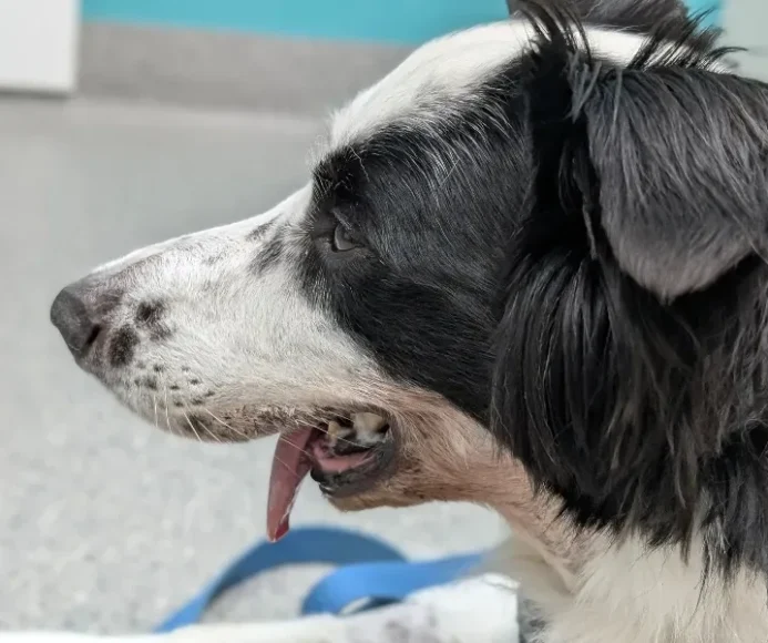 Veterinary jaw surgery detailed with real cases and outcomes