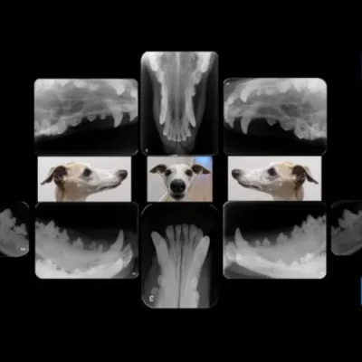 Dental and Oral Imaging