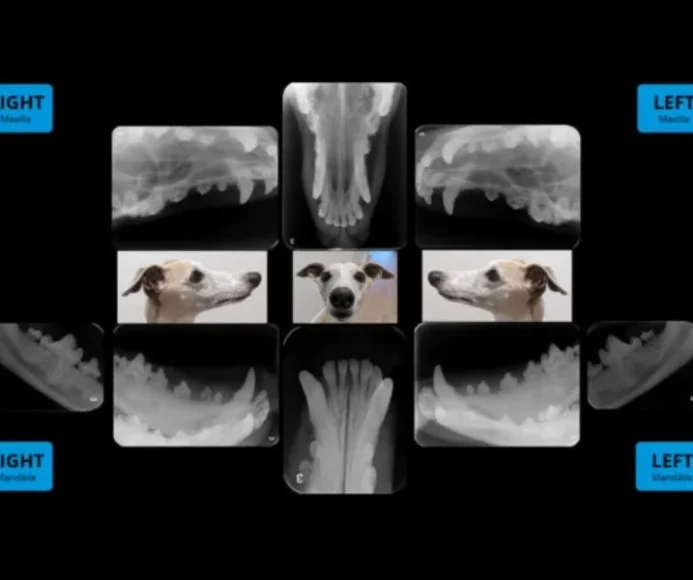 Labial Mounting in Veterinary Dental Radiography: Why Orientation Matters