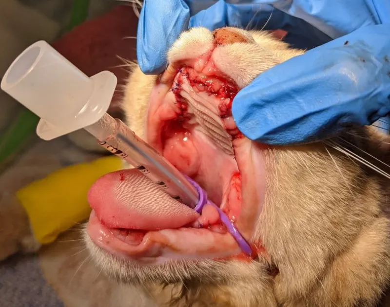 Cat undergoing dental procedure with syringe and inflamed gums visible.