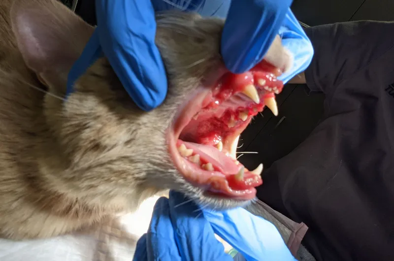 Cat’s open mouth being examined, showing inflamed gums and dental issues.