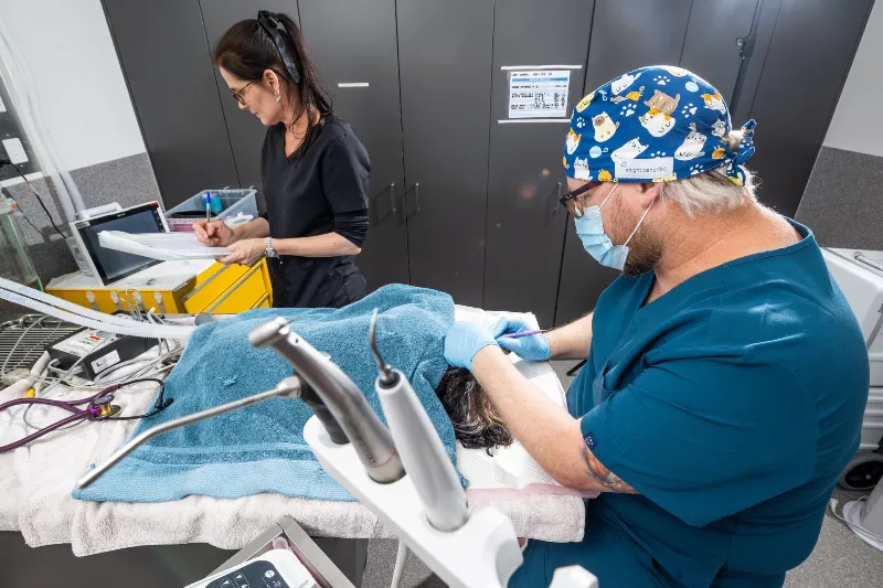 Veterinary doctor checking the black dog teeth