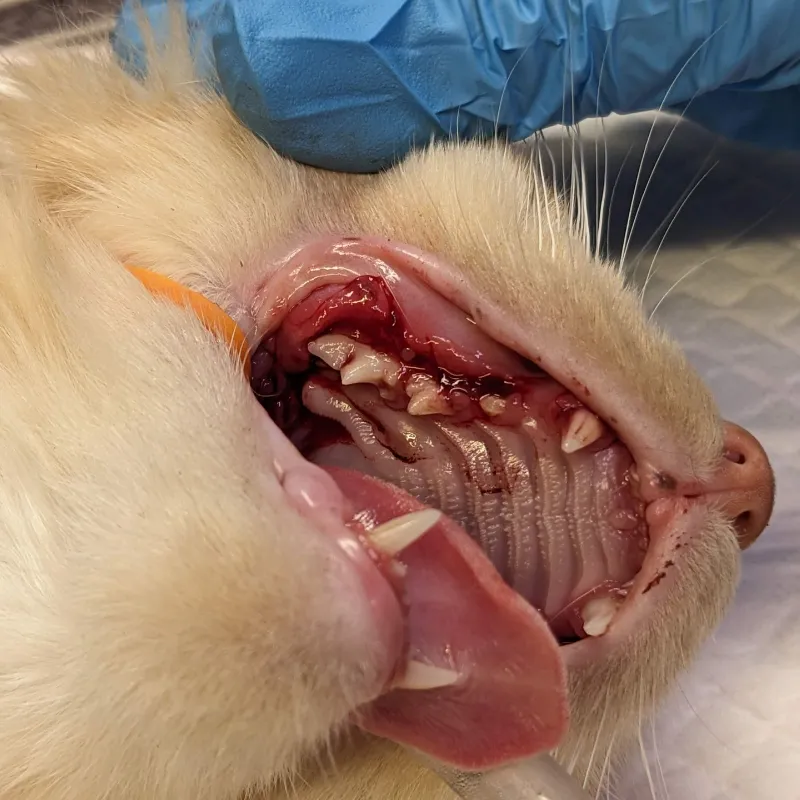 Close-up of a cat’s mouth during a dental procedure showing teeth and gums.