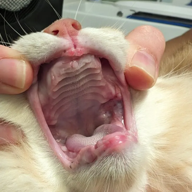 Close-up of a cat's open mouth during examination, with a pink tongue and ridged palate being held back by fingers.