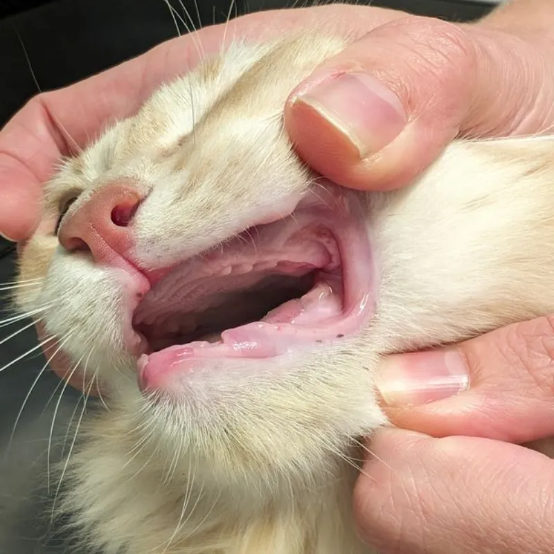 Close-up of a cat’s mouth after dental treatment showing gums and palate.