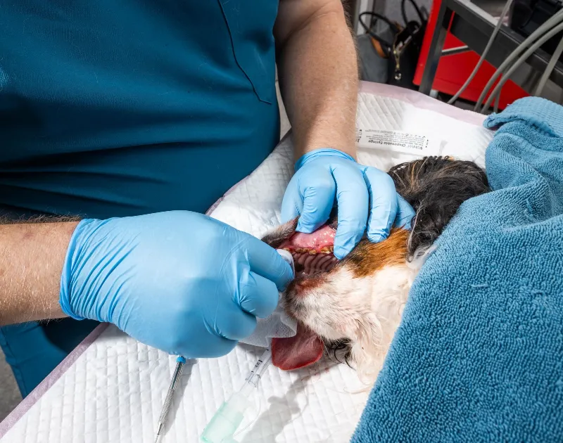 A veterinary professional in blue gloves examines the teeth of a sedated King Charles Spaniel during a dental cleaning procedure.
