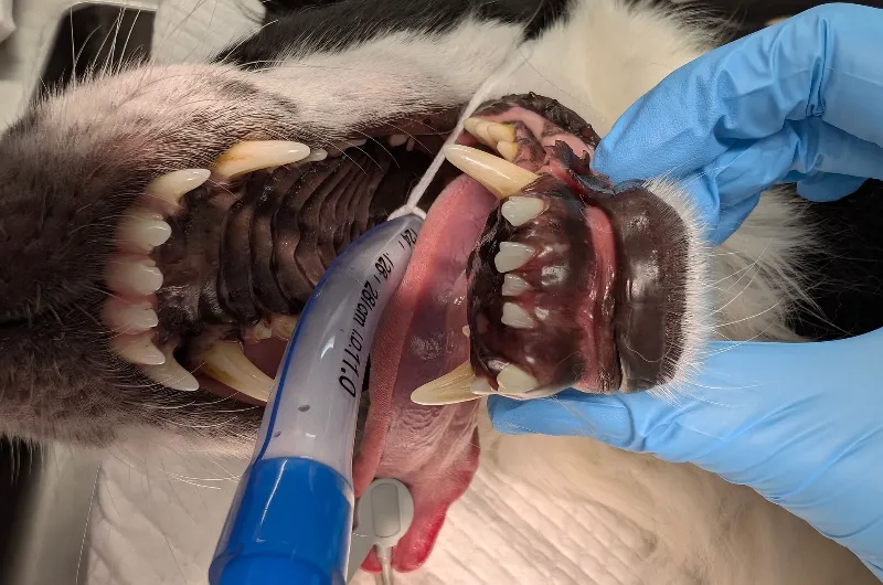 A close-up of an anesthetized dog undergoing a veterinary procedure, showing an endotracheal tube in its mouth and a pulse oximeter sensor clipped to its tongue.