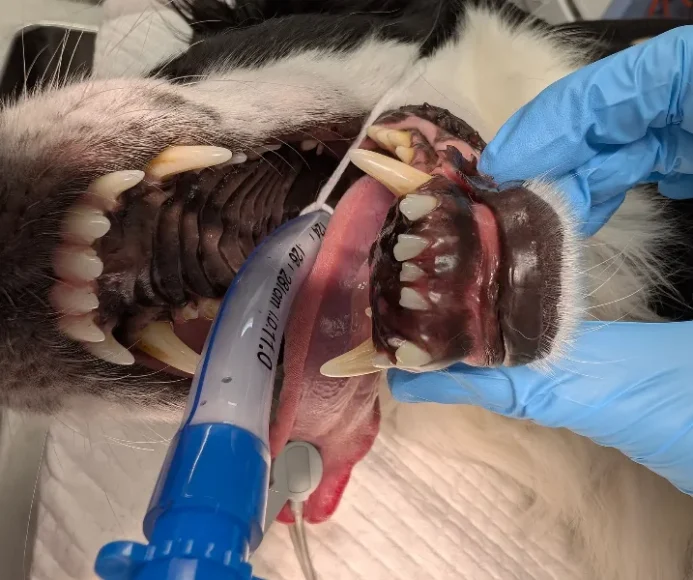 Recognising Complex Veterinary Dental Cases and When Referral May Help