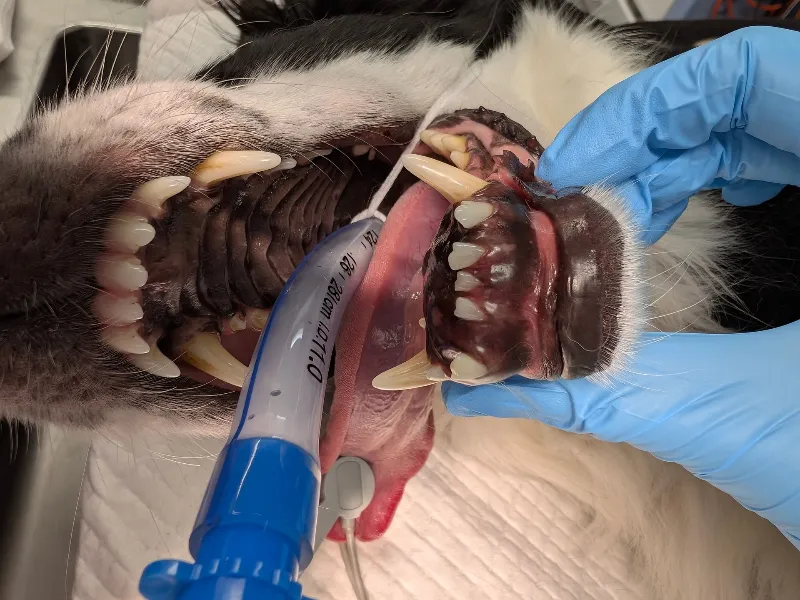 Recognising Complex Veterinary Dental Cases and When Referral May Help