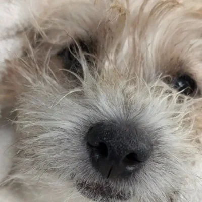 Teddy Traumatic Malocclusion