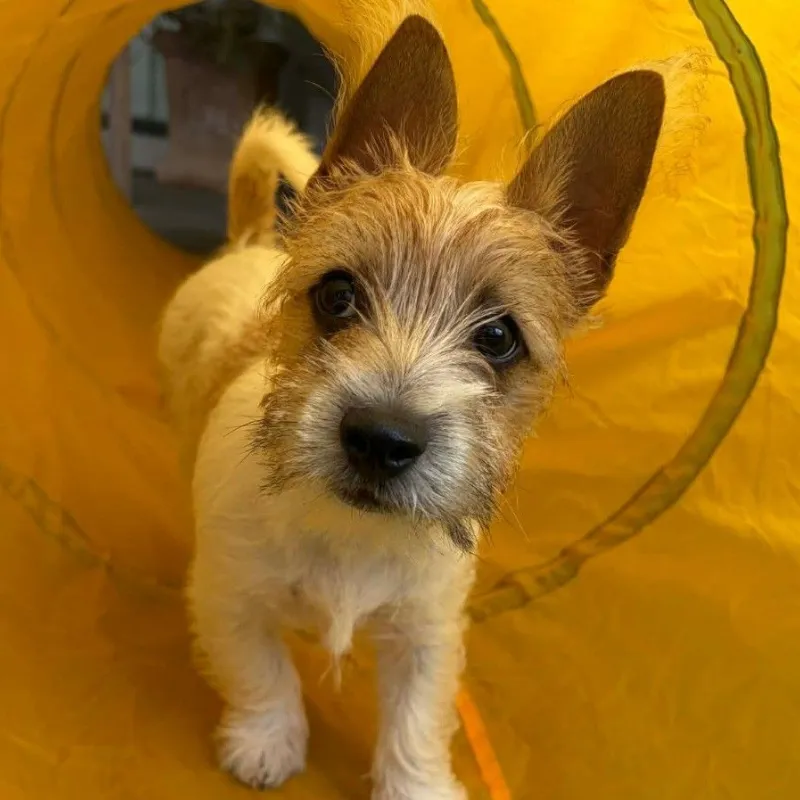 Small terrier puppy standing inside a bright yellow agility tunnel and looking at the camera.