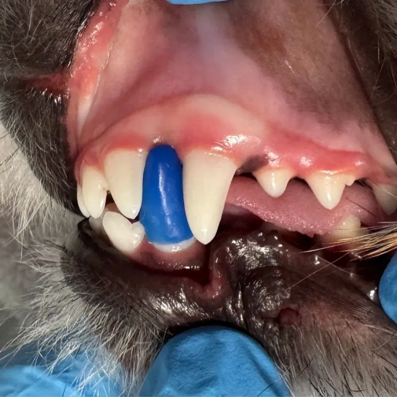 Close-up of a dog's mouth during dental work, showing a blue dental wedge between a canine tooth and the gum