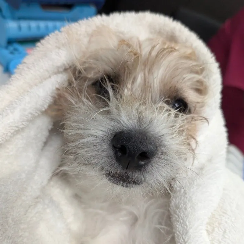 Small fluffy puppy wrapped in a white towel looking toward the camera.