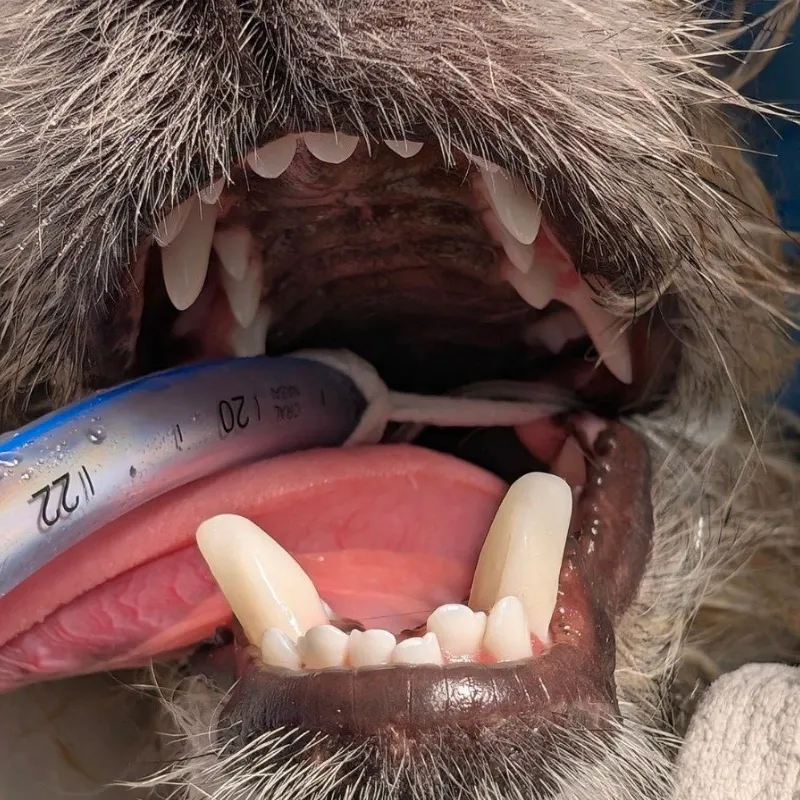Close-up of a dog’s mouth during a veterinary dental procedure with an endotracheal tube in place.