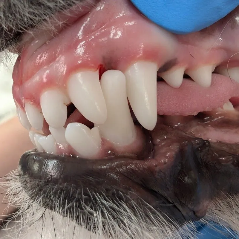 Close-up of a dog’s teeth and gums showing healthy canine teeth during a veterinary dental examination.