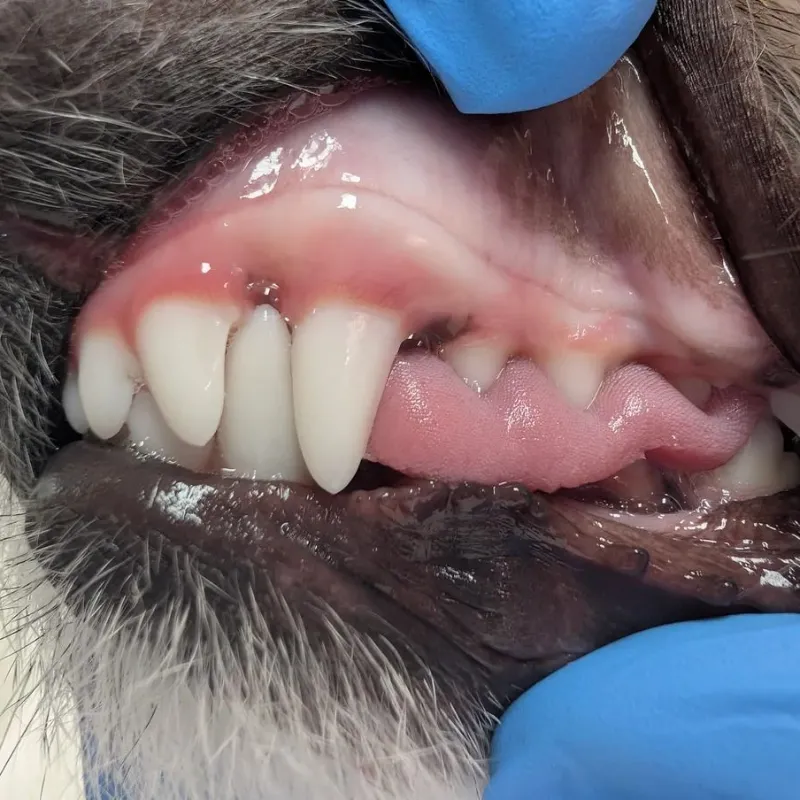 Close-up of a dog's mouth during a dental exam, showing inflamed pink gums and exposed canine teeth with a gloved finger nearby.