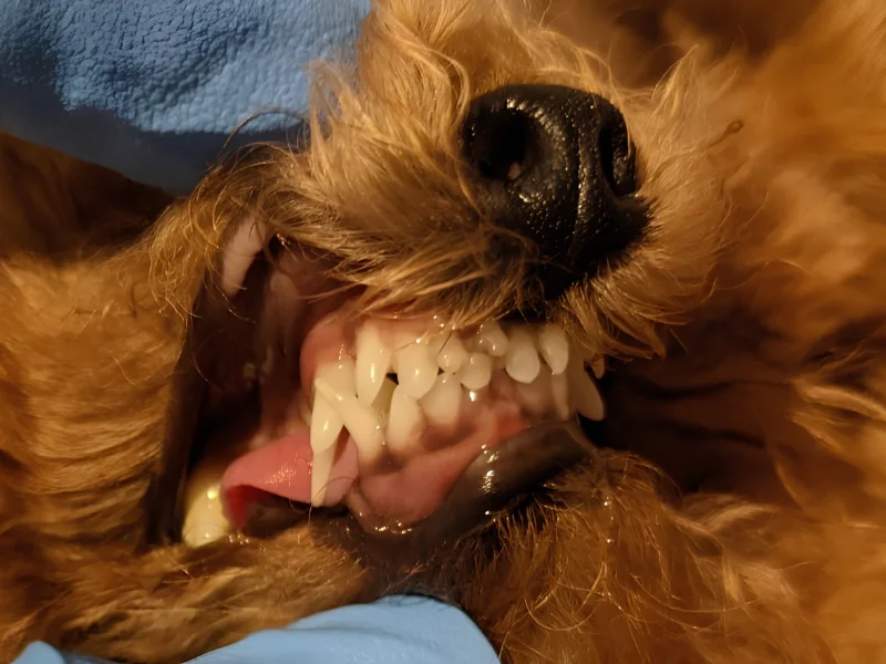 How Persistent Deciduous Teeth Can Cause Malocclusions in Dogs