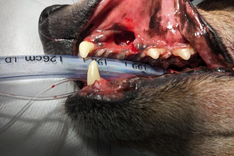 Large oronasal fistula in a dog's upper jaw before surgical repair, viewed during a veterinary dental procedure.