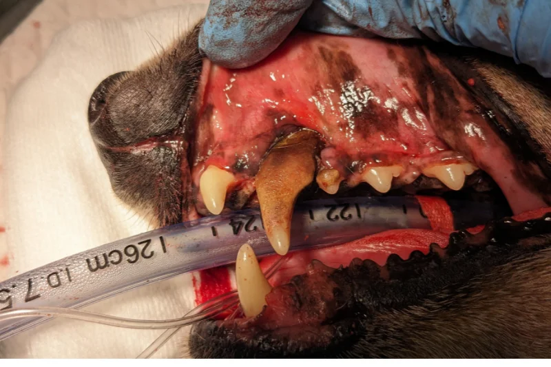 Dog with an upper canine tooth and large oronasal fistula before surgical repair during a veterinary dental procedure.