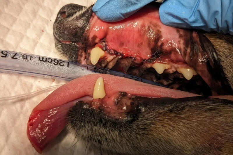 Completed repair of a dog's oronasal fistula with sutures in place following veterinary dental surgery.