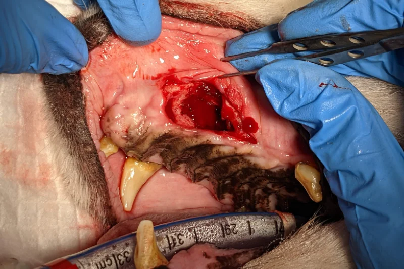 Veterinary dental surgery showing an oronasal fistula defect in a dog's upper jaw during surgical repair.