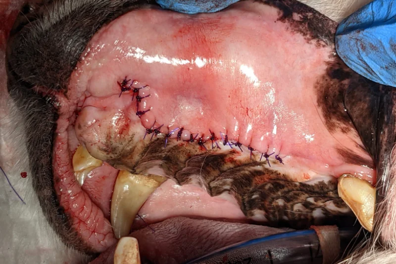 Postoperative close-up of a dog's upper lip with a stitched surgical incision and surrounding redness.