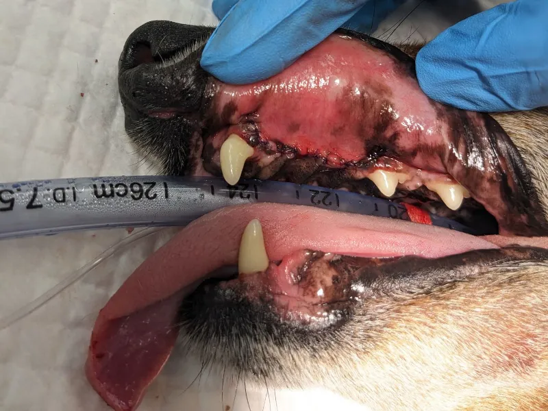 Oronasal fistulas in dogs and why they are often missed