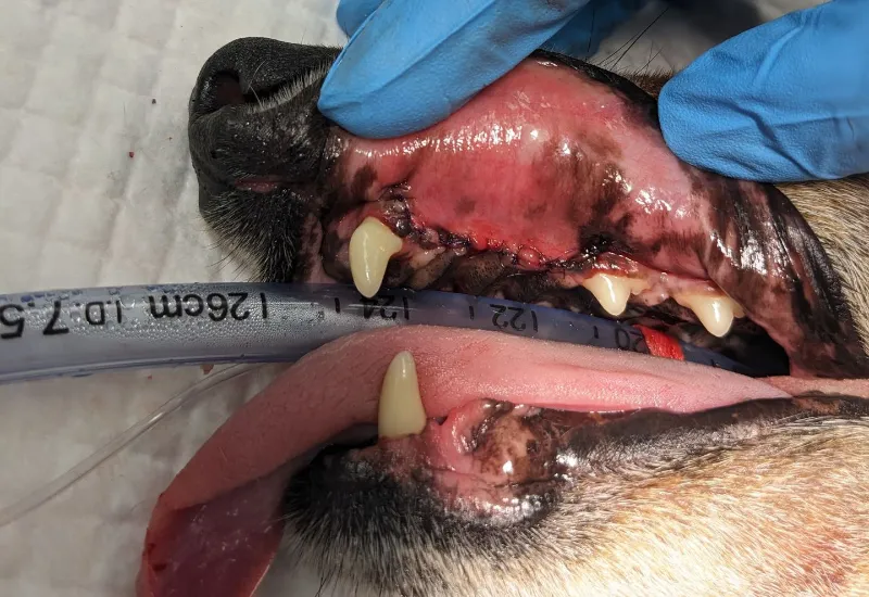 Veterinary dental examination showing a dog's upper jaw and gum tissue during an oral procedure.