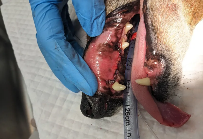Veterinary dental examination showing a dog's upper jaw and gum tissue during an oral procedure.