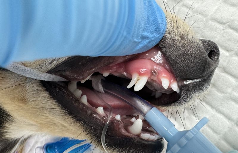 Veterinary dental examination showing retained deciduous canine tooth in a puppy