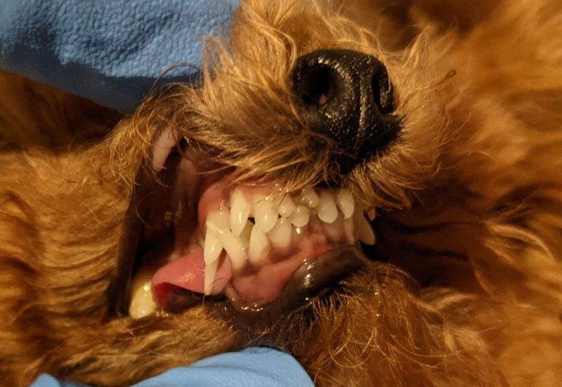 How Retained Deciduous Teeth Can Cause Malocclusions in Dogs