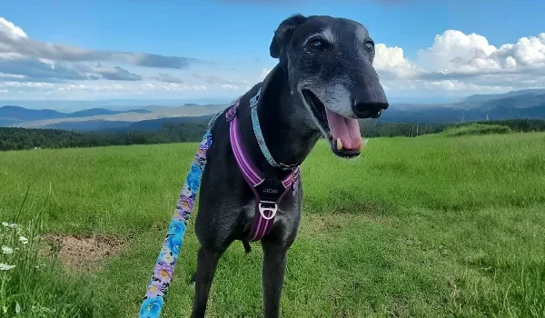 Dog on a leash in a green field with mountains in the distance, wearing a purple harness and smiling with tongue out.