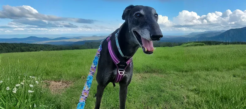 Dog on a leash in a green field with mountains in the distance, wearing a purple harness and smiling with tongue out.