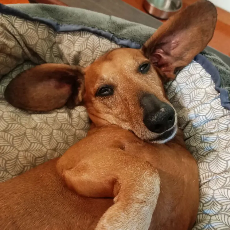 Relaxed brown dog with large ears lying on a patterned blanket in a cozy bed.