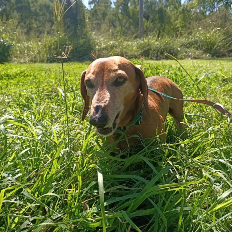 Brown dog wearing a green collar lying in tall green grass in a sunny field, looking at the camera.