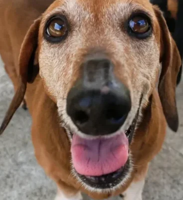 Close-up of a happy brown dog with its pink tongue out, looking at the camera on a concrete surface.