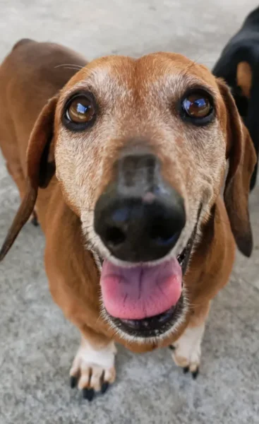 Close-up of a happy brown dog with its pink tongue out, looking at the camera on a concrete surface.