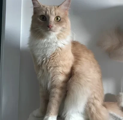 Fluffy cream-and-orange cat sitting on a gray carpeted cat tree platform, looking at the camera.